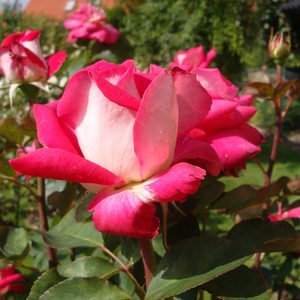 Ciemnoróżowy ze srebrzystym odwrotem - róża wielkokwiatowa - Hybrid Tea